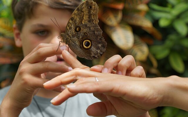 Im Vordergrund ist ein Brauner Schmetterling zu sehen, der auf einem Finger einer Frau sitzt. Ein Junge ist im Hintergrund zu sehen, der den Schmetterling bestaunt und versucht, ihn auf seinen Finger zu bekommen.